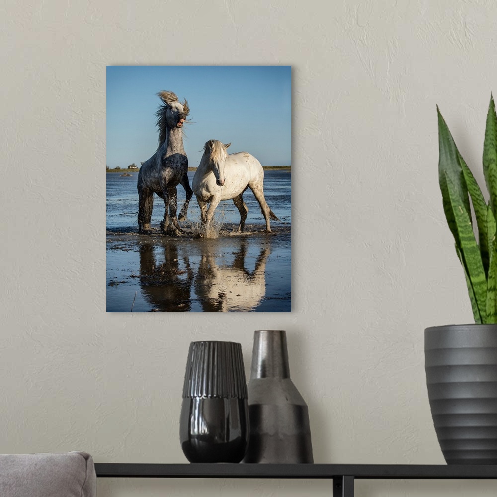A modern room featuring White Camargue horse stallions fighting in the water.