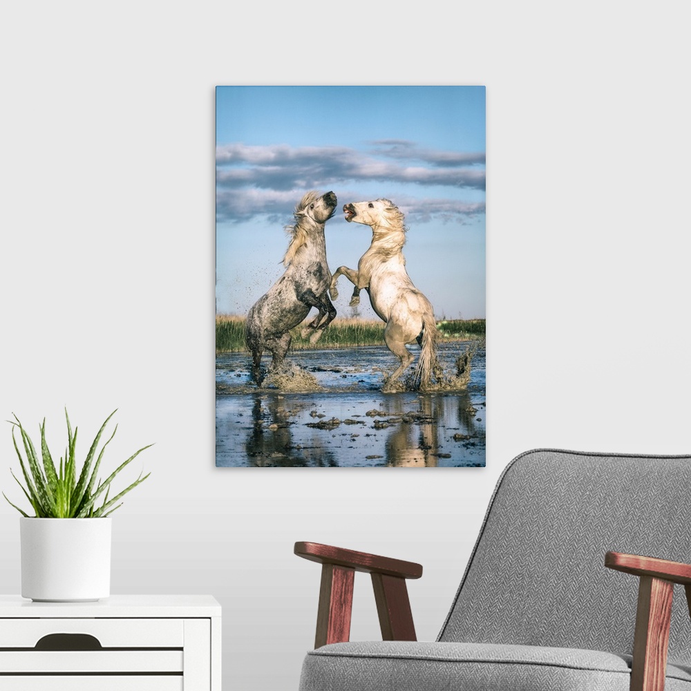A modern room featuring White Camargue horse stallions fighting in the water.