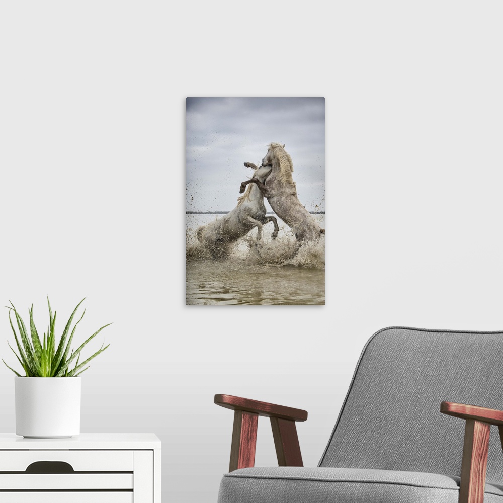A modern room featuring White Camargue horse stallions fighting in the water