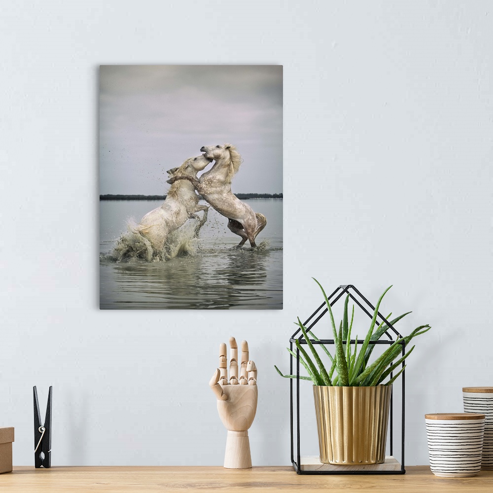 A bohemian room featuring White Camargue horse stallions fighting in the water
