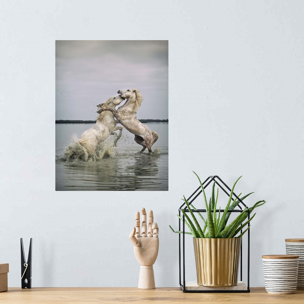 A bohemian room featuring White Camargue horse stallions fighting in the water