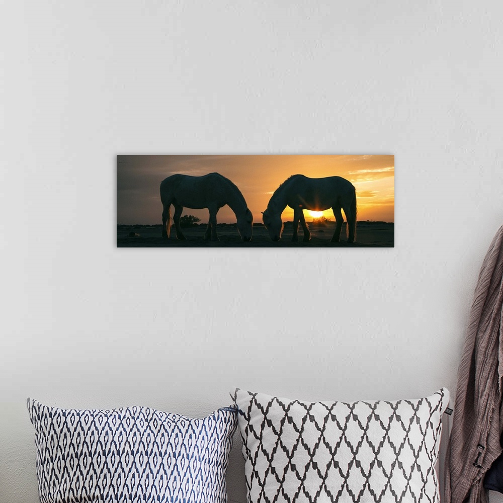 A bohemian room featuring White Camargue horses on the beach in France