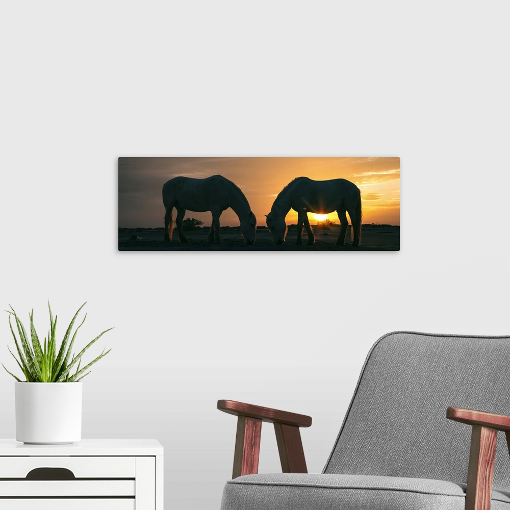 A modern room featuring White Camargue horses on the beach in France