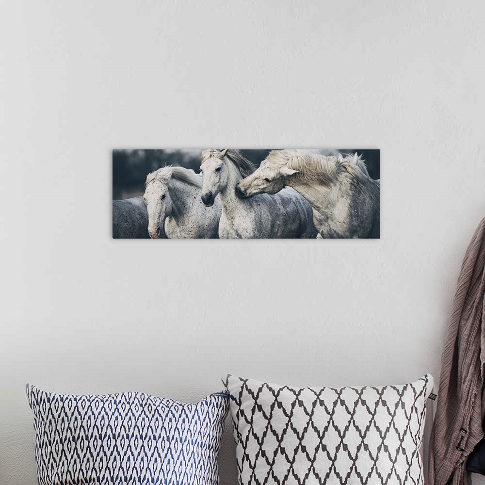 A bohemian room featuring White Camargue horses on the beach in France