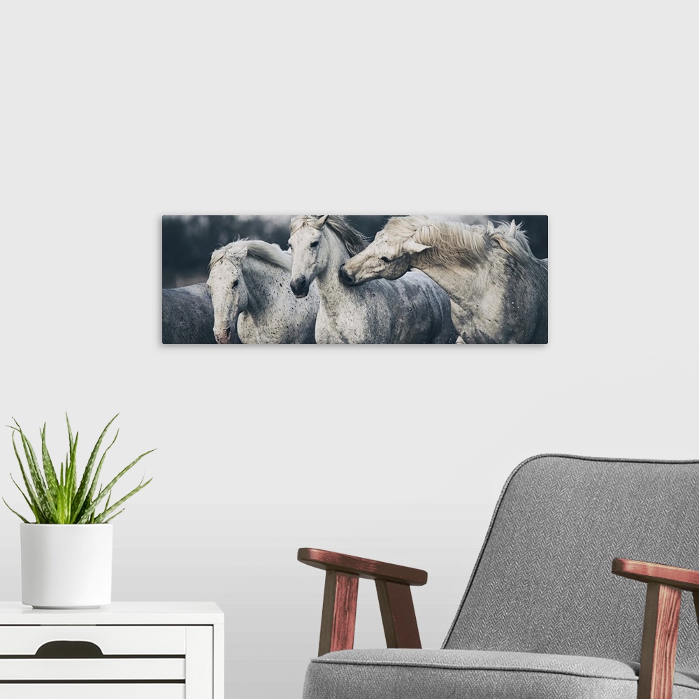 A modern room featuring White Camargue horses on the beach in France