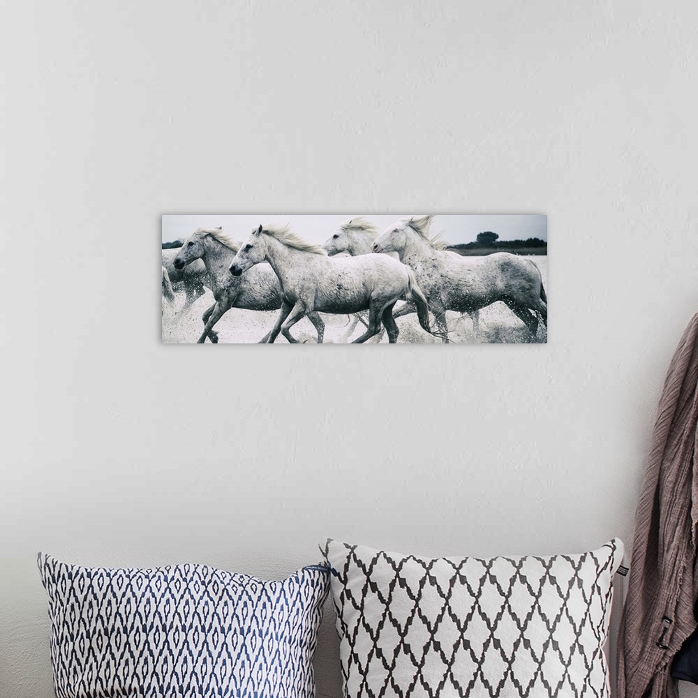 A bohemian room featuring A herd of wild horses running through the ocean on the French coast.