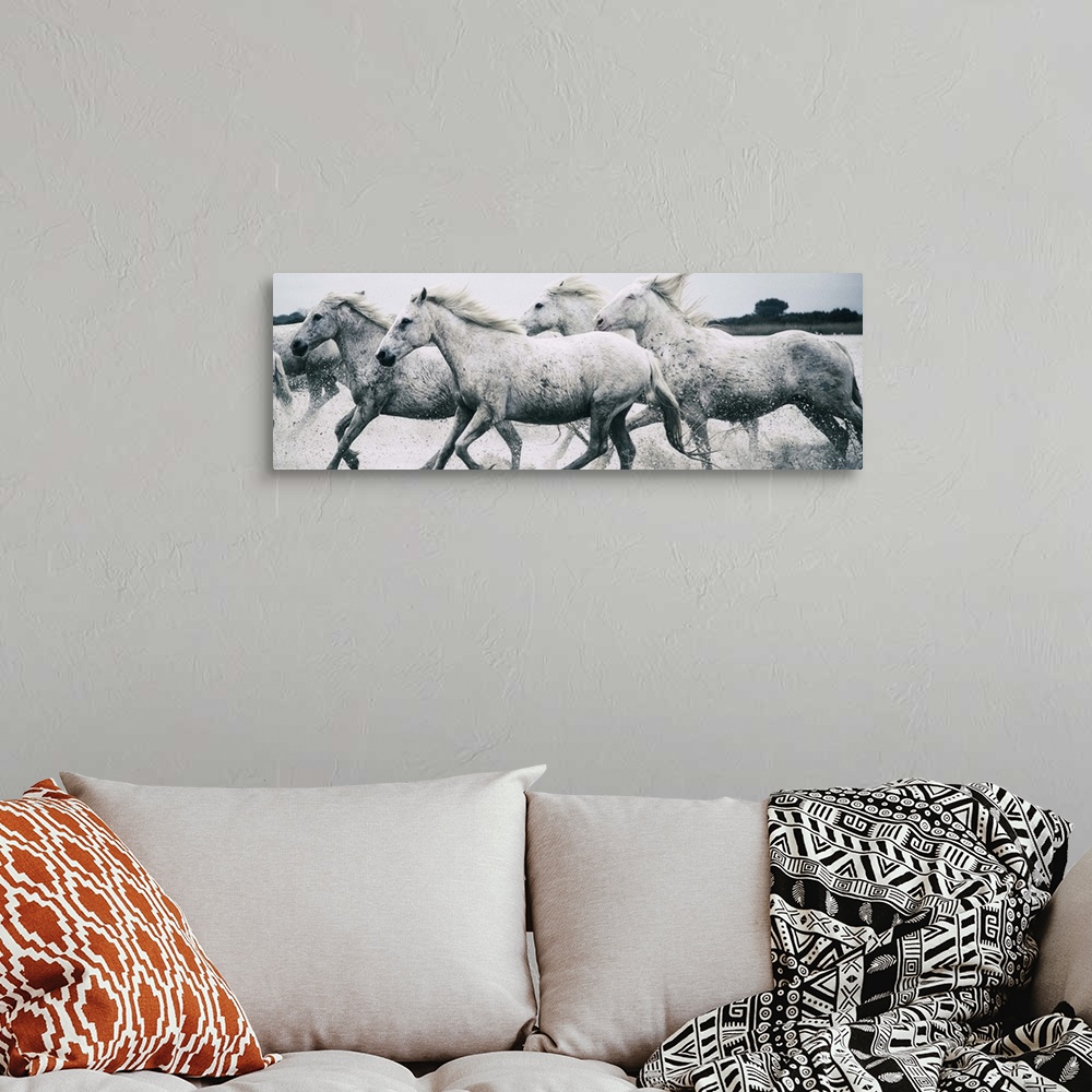 A bohemian room featuring A herd of wild horses running through the ocean on the French coast.