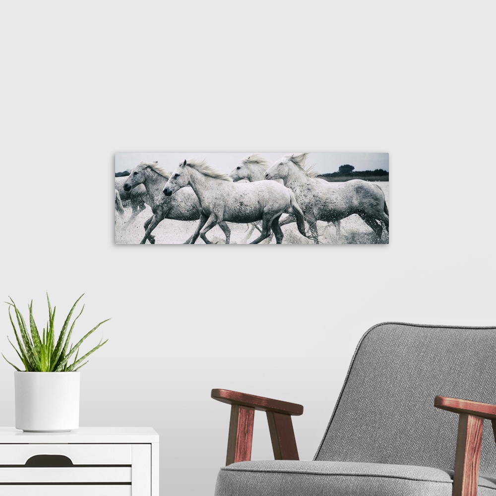 A modern room featuring A herd of wild horses running through the ocean on the French coast.