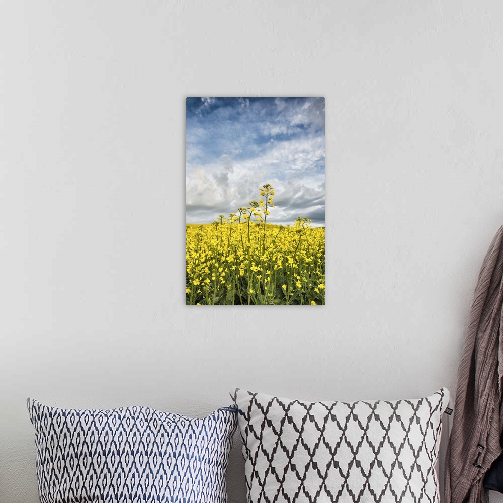 A bohemian room featuring Yellow Cannola Fields in the Palouse, Washington