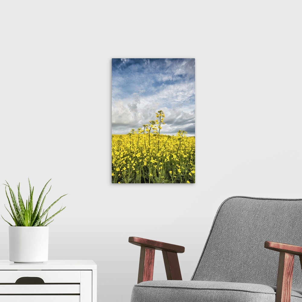 A modern room featuring Yellow Cannola Fields in the Palouse, Washington