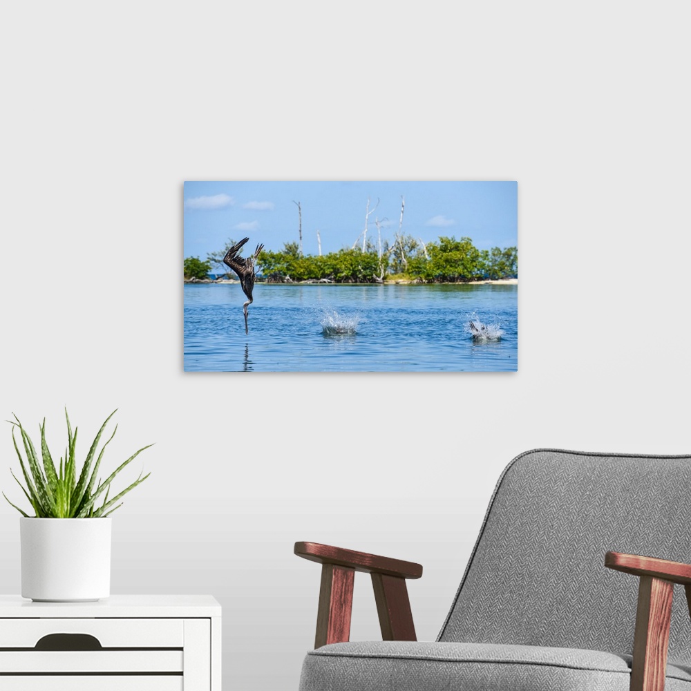A modern room featuring 3 Pelicans diving on a bait ball