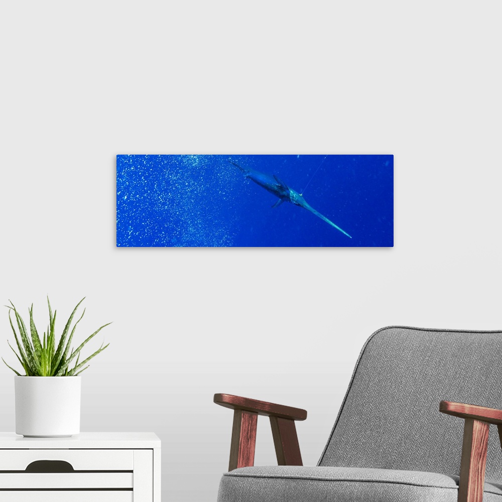 A modern room featuring A broadbill swordfish swims below