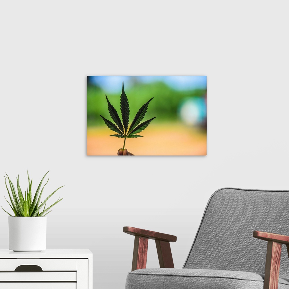 A modern room featuring A Cannabis Leaf Held Up On The Farm Where It Grows, Washington, USA