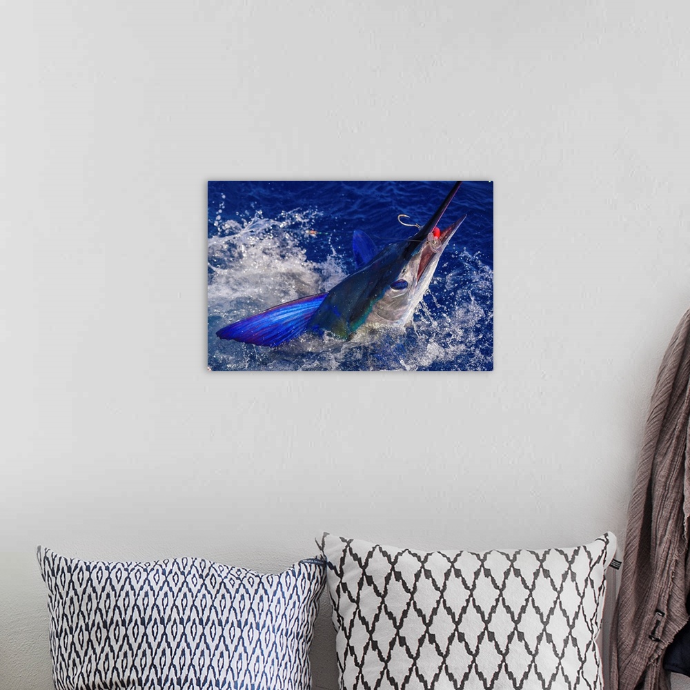 A bohemian room featuring A lit up Striped Marlin tries to throw a big plug in Mexican waters.