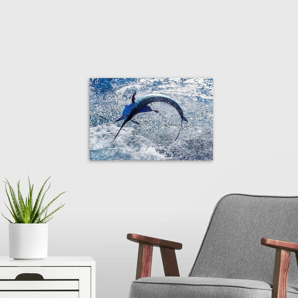A modern room featuring A sailfish does its best to break free