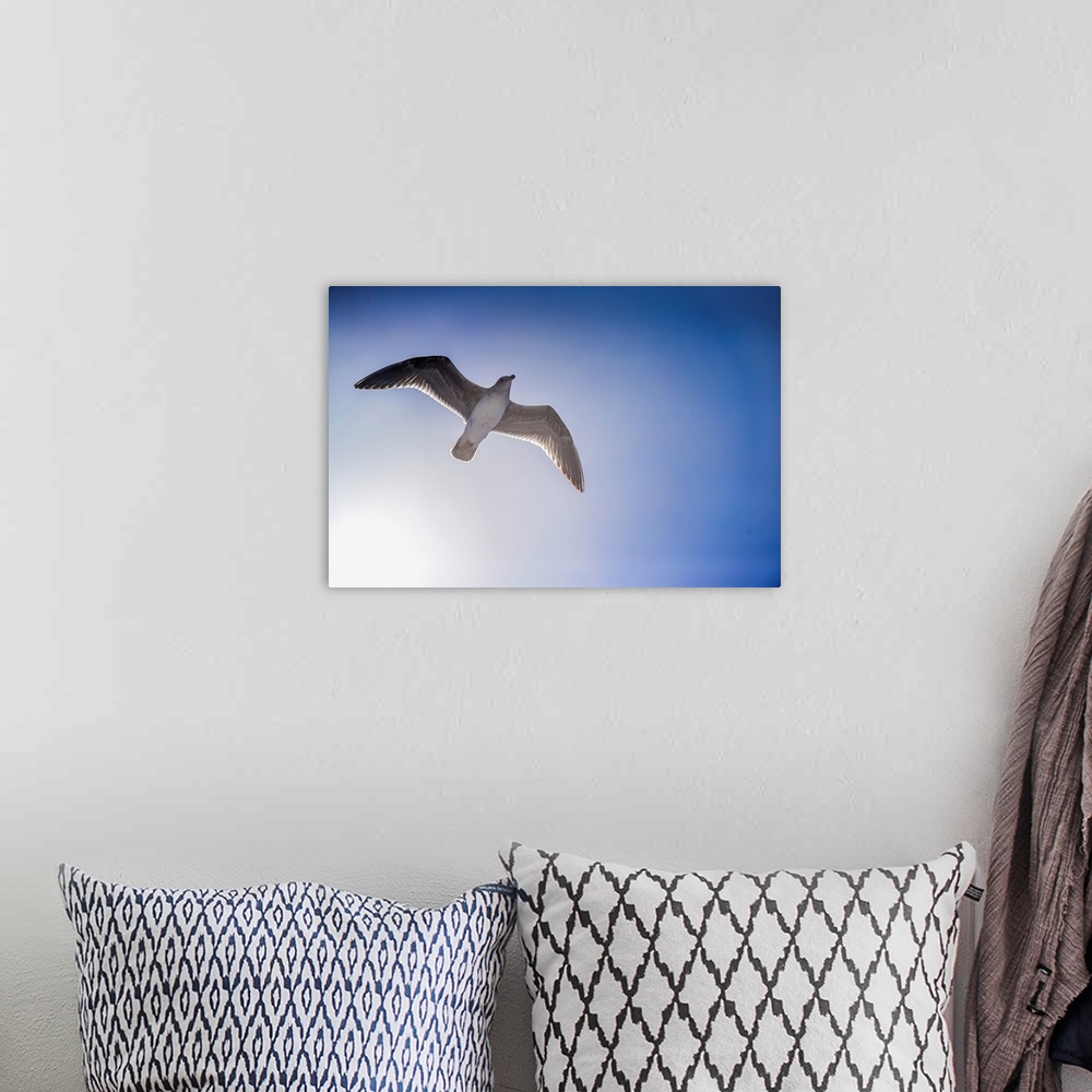 A bohemian room featuring A seabird floats on a breeze near Guadalupe Island Mexico.