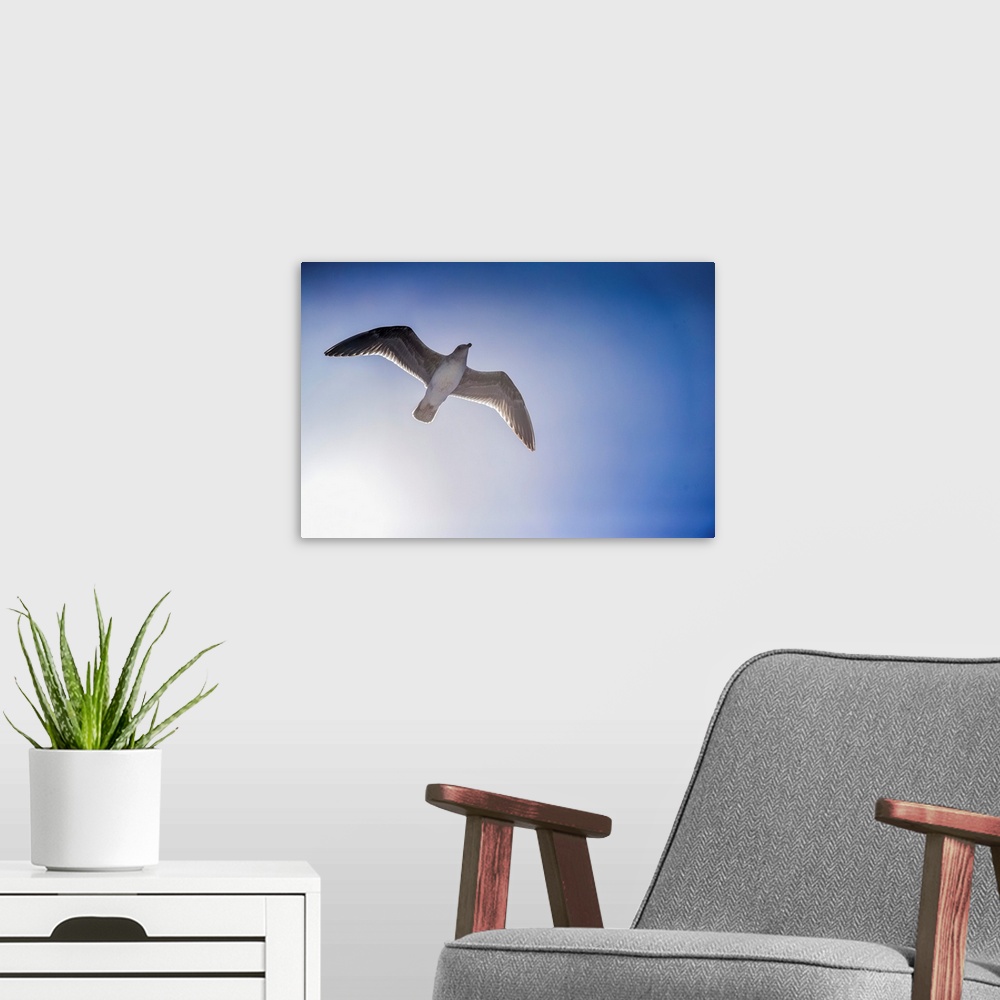 A modern room featuring A seabird floats on a breeze near Guadalupe Island Mexico.