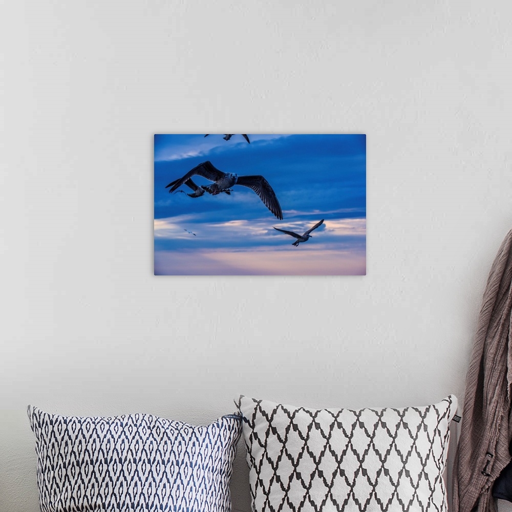 A bohemian room featuring A seabird makes eye contact while searching for a meal off Prince Edward Island, Canada.