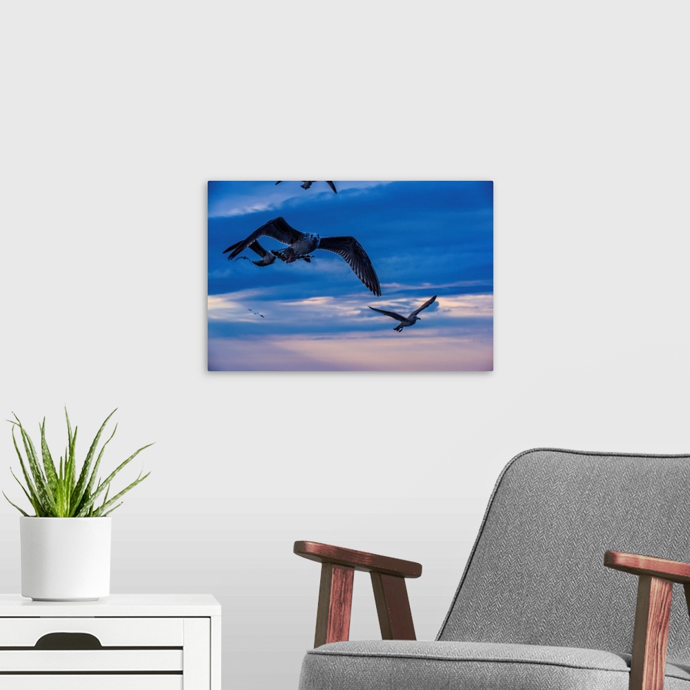 A modern room featuring A seabird makes eye contact while searching for a meal off Prince Edward Island, Canada.