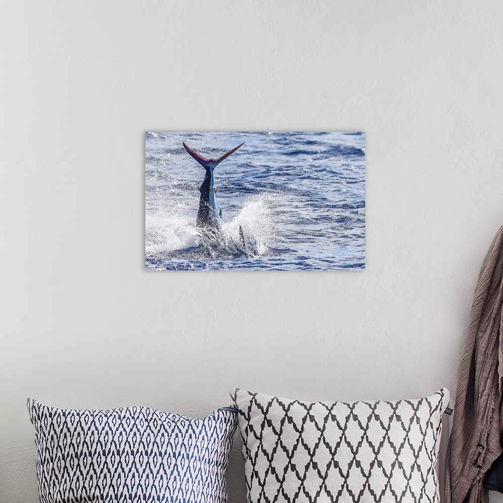 A bohemian room featuring A Striped Marlin gets airborne in Mexican Waters.