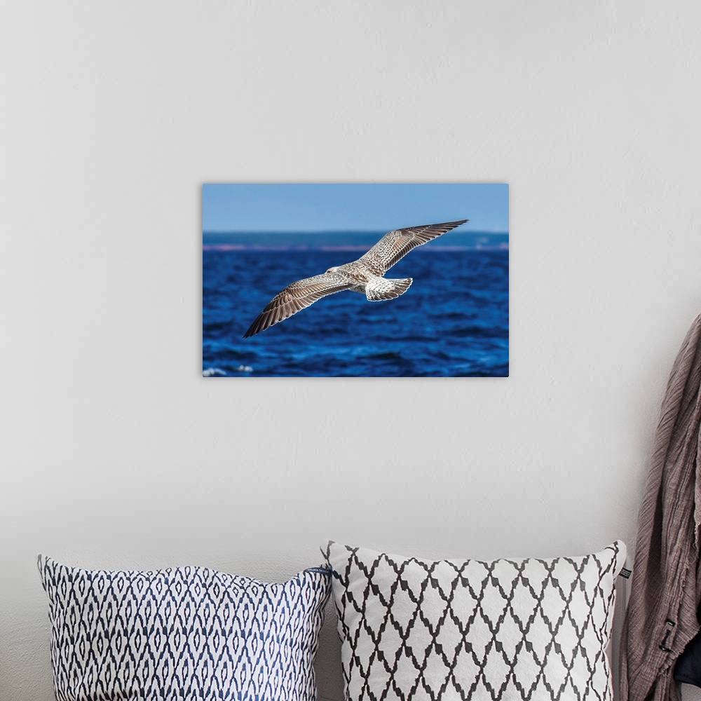 A bohemian room featuring A wild seabird searches for its net meal near Prince Edward island, Canada.