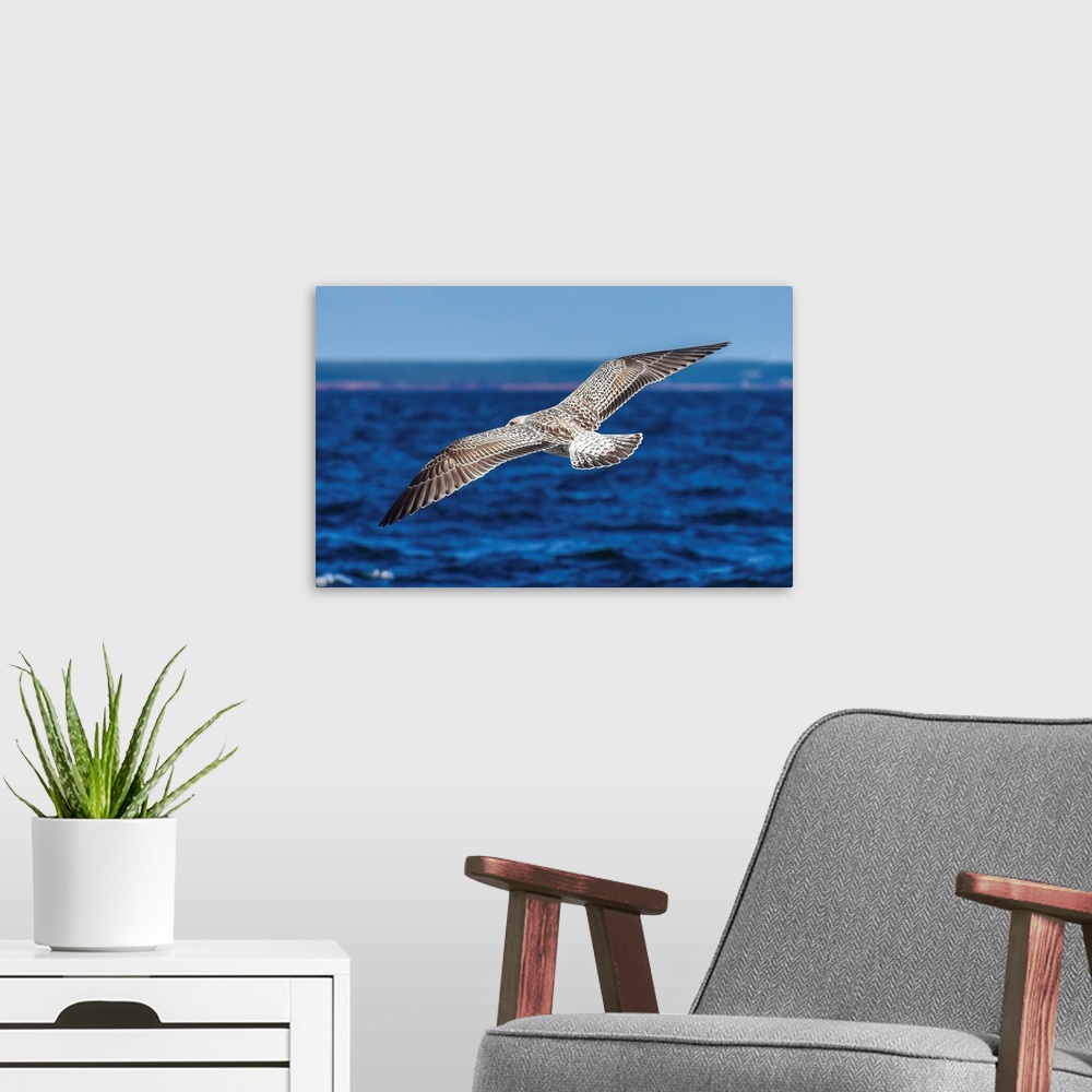 A modern room featuring A wild seabird searches for its net meal near Prince Edward island, Canada.