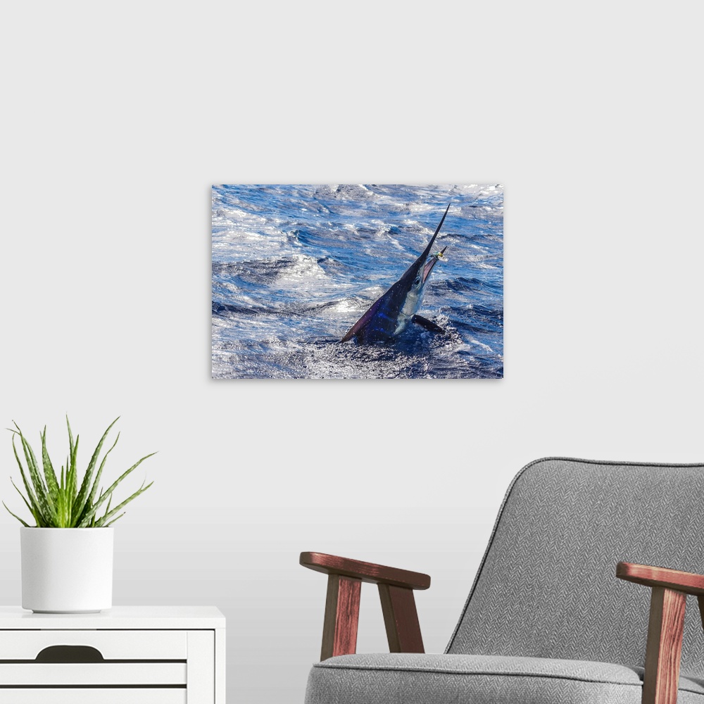 A modern room featuring An angry striped Marlin attempts to throw the lure in Mexican waters.