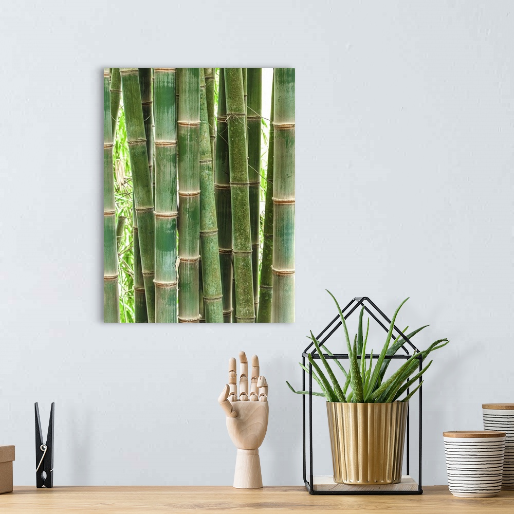 A bohemian room featuring Bamboo Growing Wild In Costa Rica
