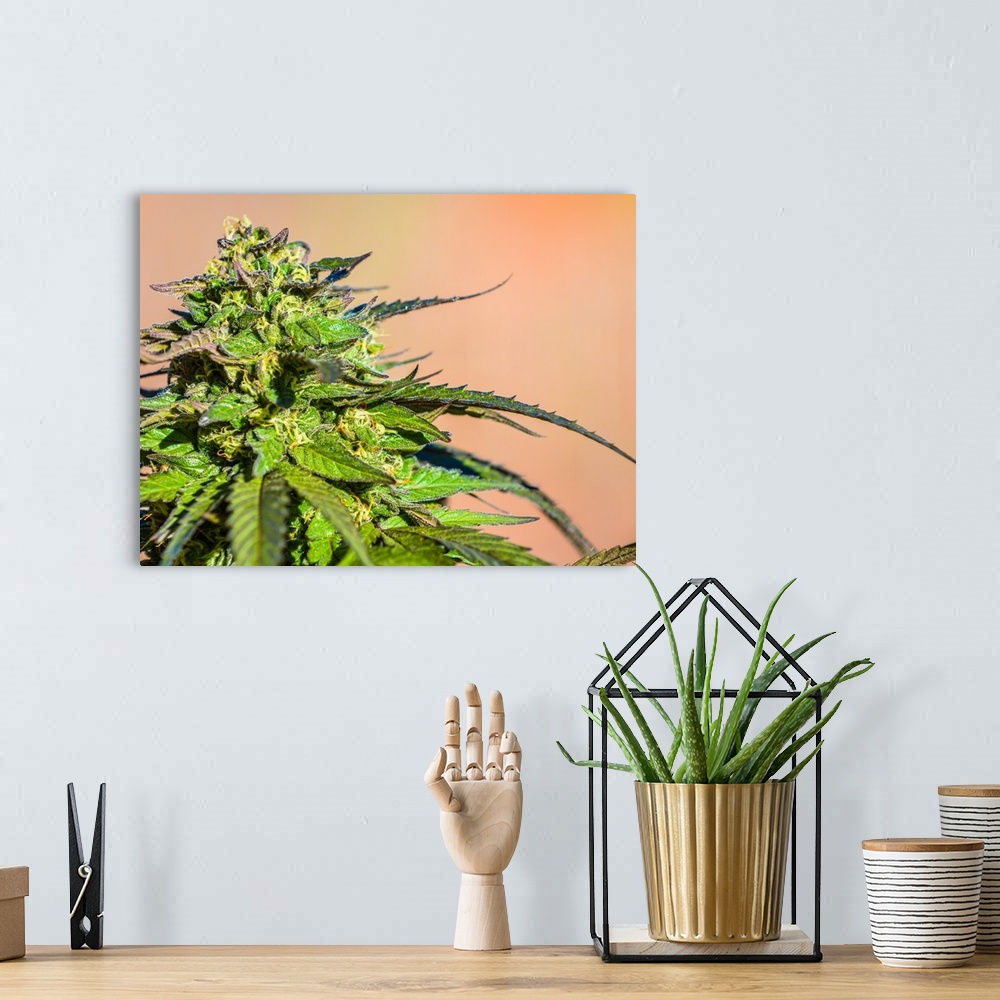 A bohemian room featuring Close up of a bright green cannabis plant with curling leaves.
