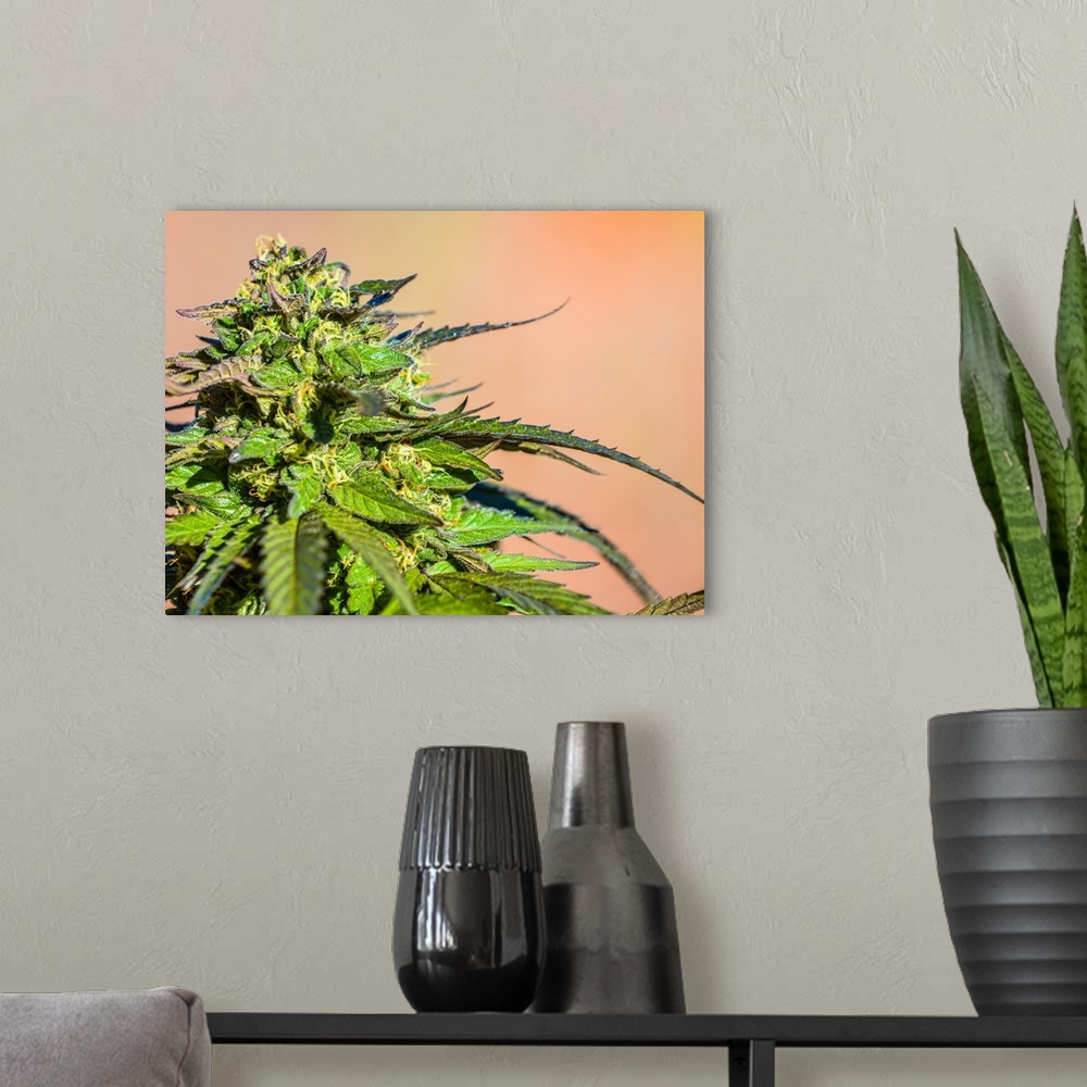 A modern room featuring Close up of a bright green cannabis plant with curling leaves.