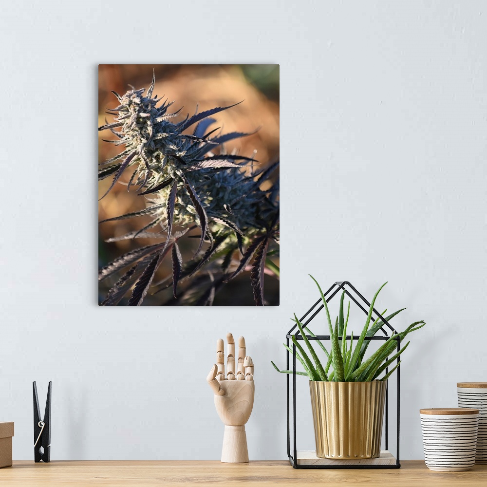 A bohemian room featuring Close up of a cannabis plant with a blurred background.