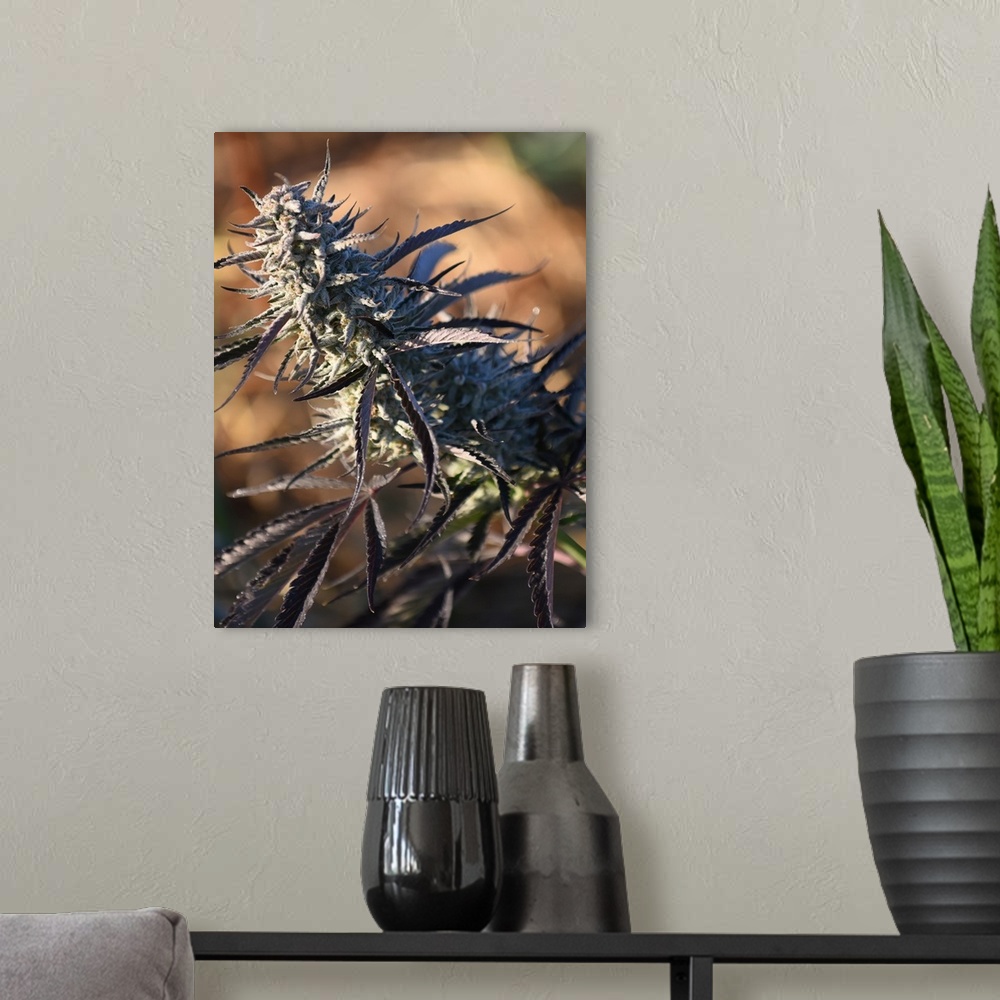 A modern room featuring Close up of a cannabis plant with a blurred background.