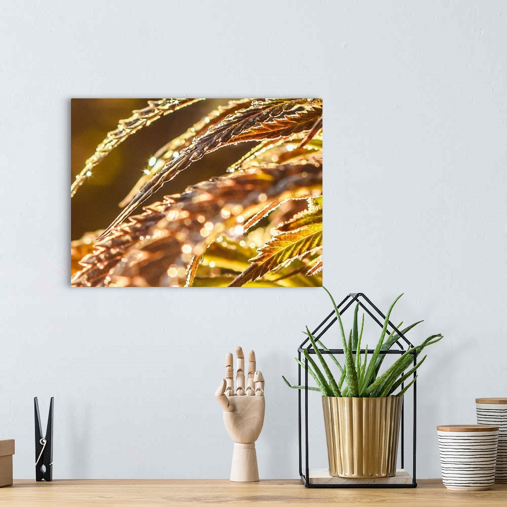 A bohemian room featuring Close up of cannabis leaves with dew drops in golden light.