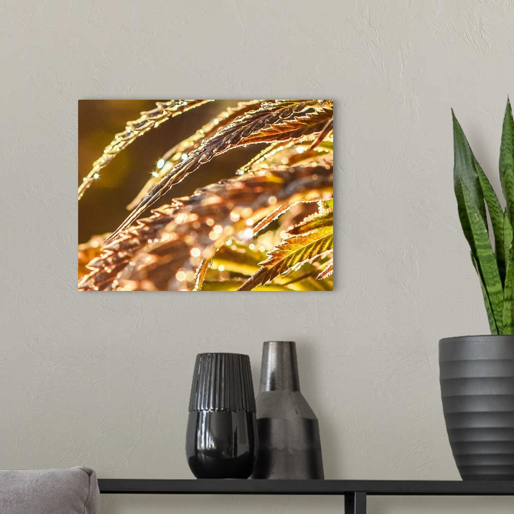 A modern room featuring Close up of cannabis leaves with dew drops in golden light.