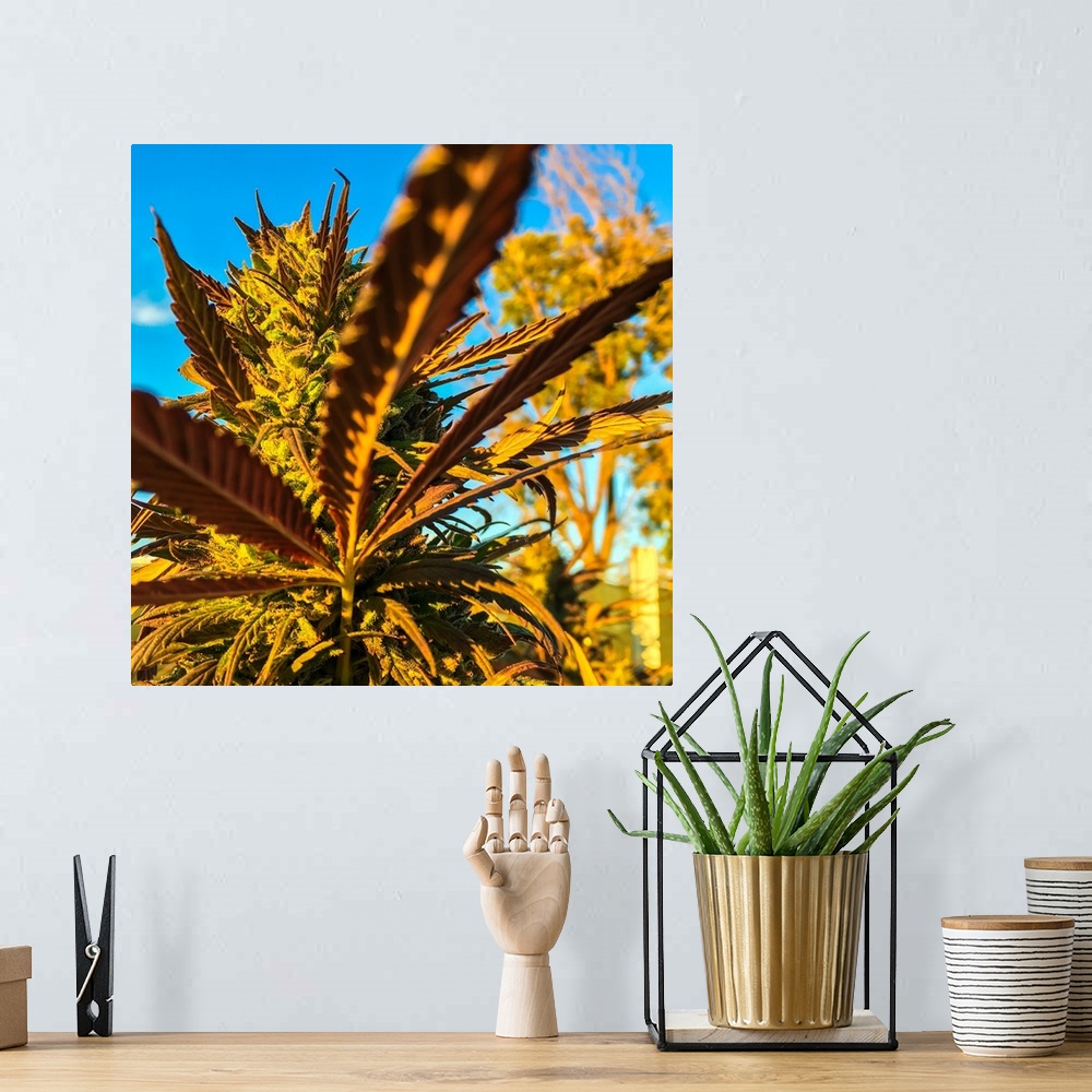 A bohemian room featuring Close up of long cannabis leaves in warm light.