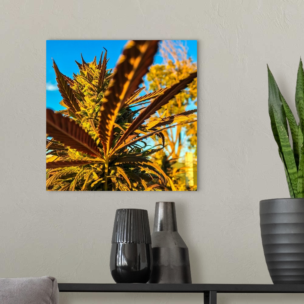 A modern room featuring Close up of long cannabis leaves in warm light.