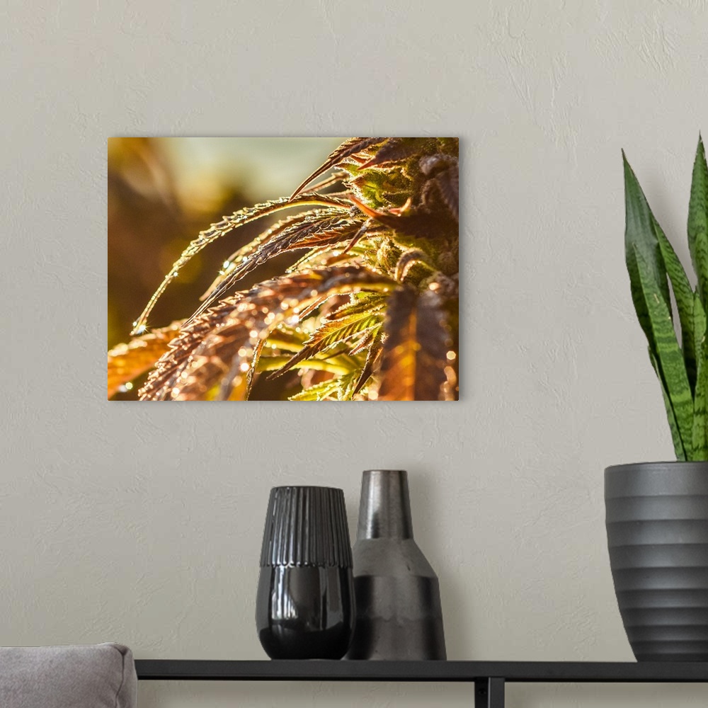 A modern room featuring Close up of cannabis leaves with dew drops in golden light.