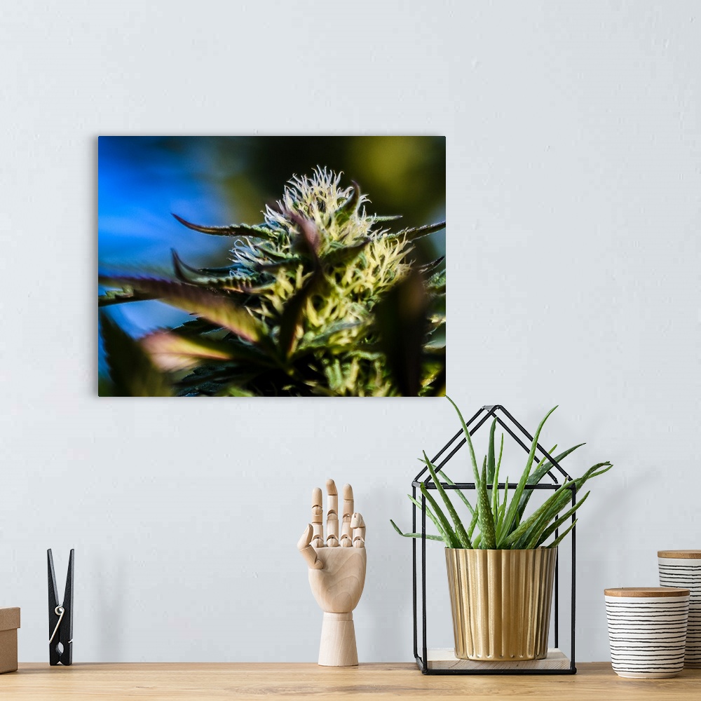 A bohemian room featuring Close up of a green cannabis plant.