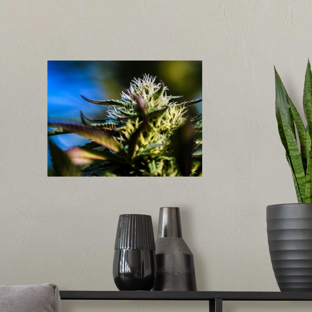 A modern room featuring Close up of a green cannabis plant.