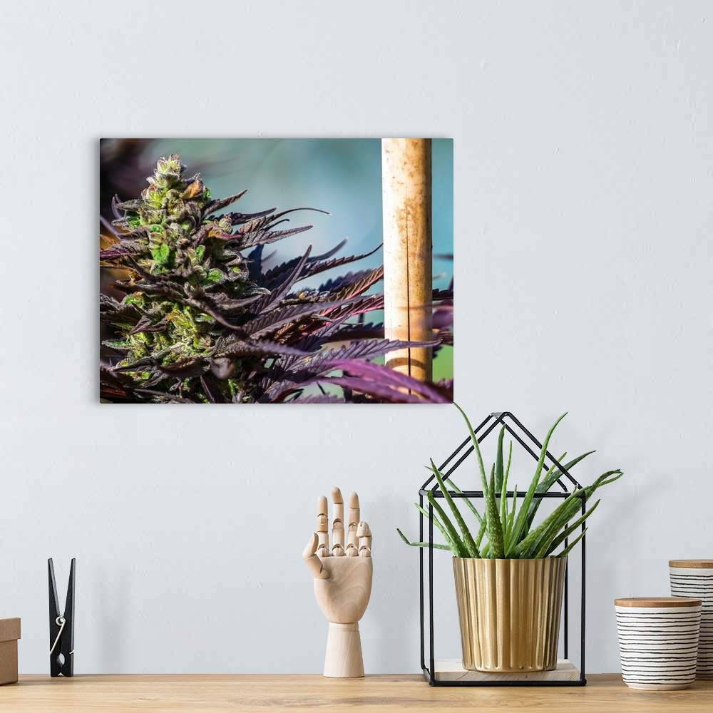 A bohemian room featuring Close up of a green and purple cannabis plant.