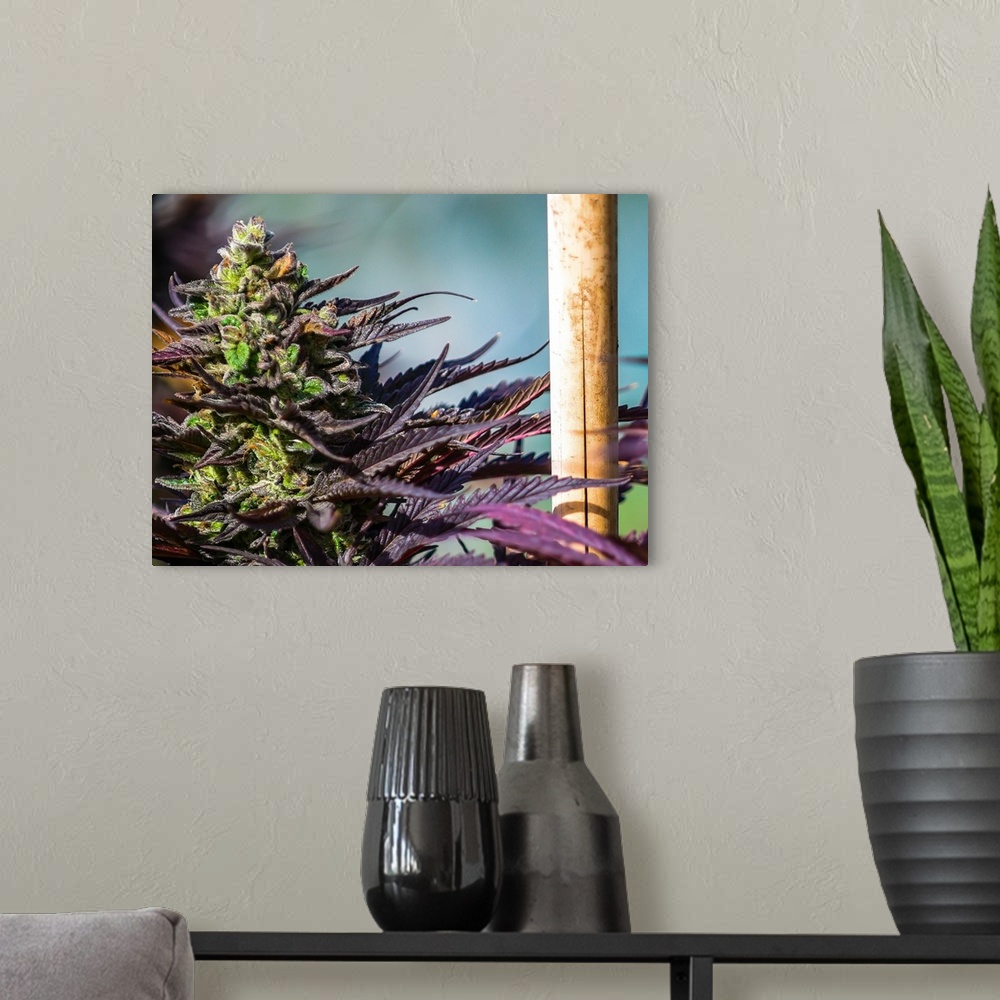 A modern room featuring Close up of a green and purple cannabis plant.
