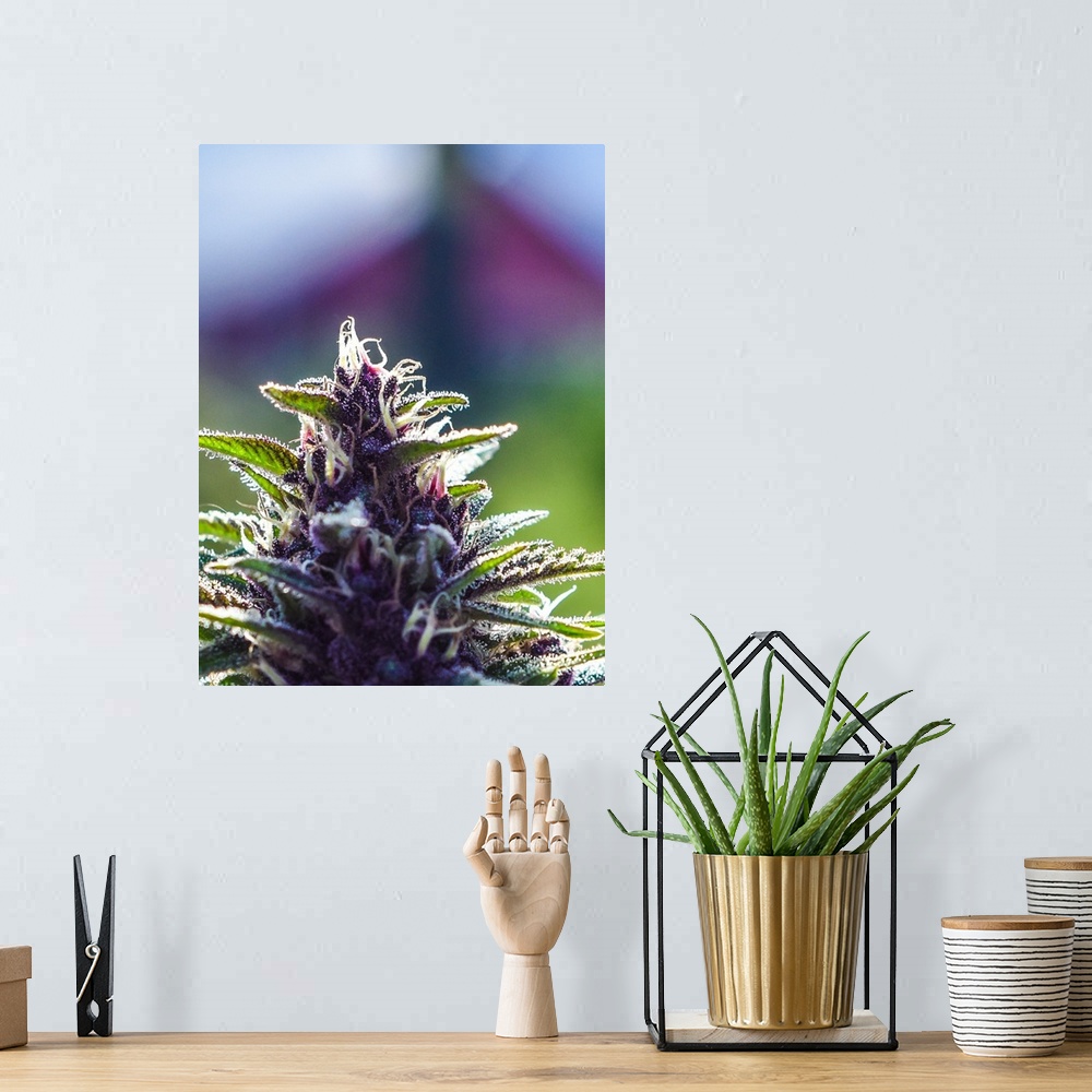A bohemian room featuring Close up of a green cannabis plant with a blurred background.
