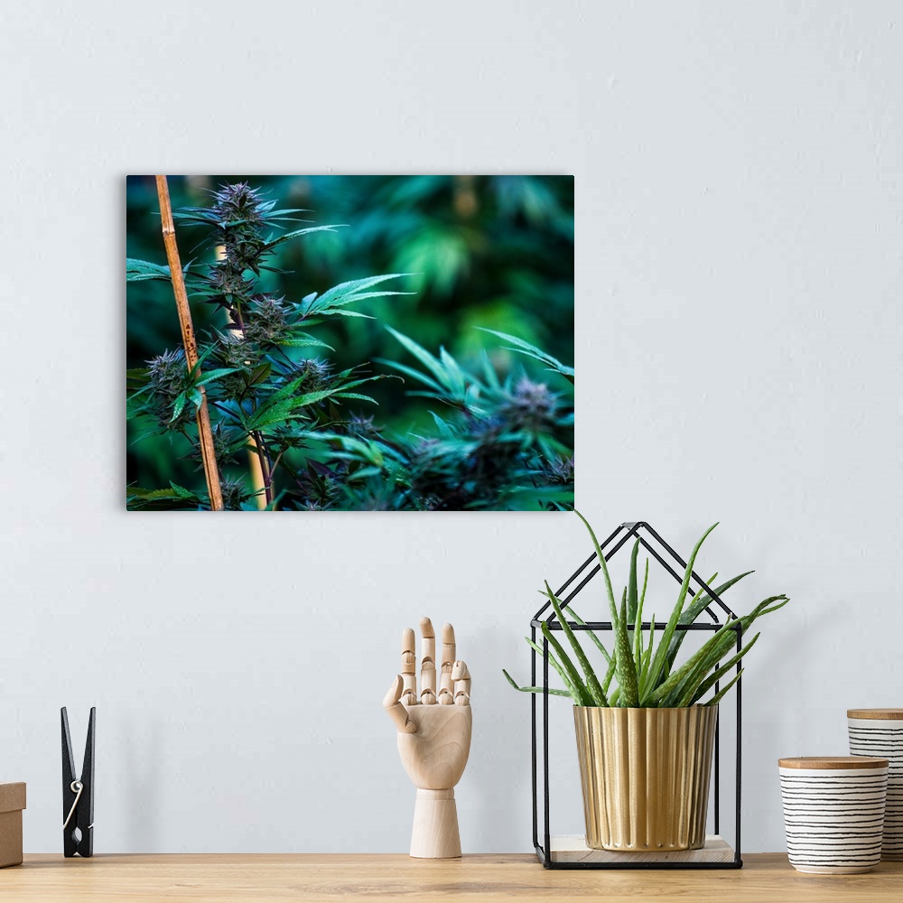 A bohemian room featuring Cannabis plant with long green leaves growing along a pole.