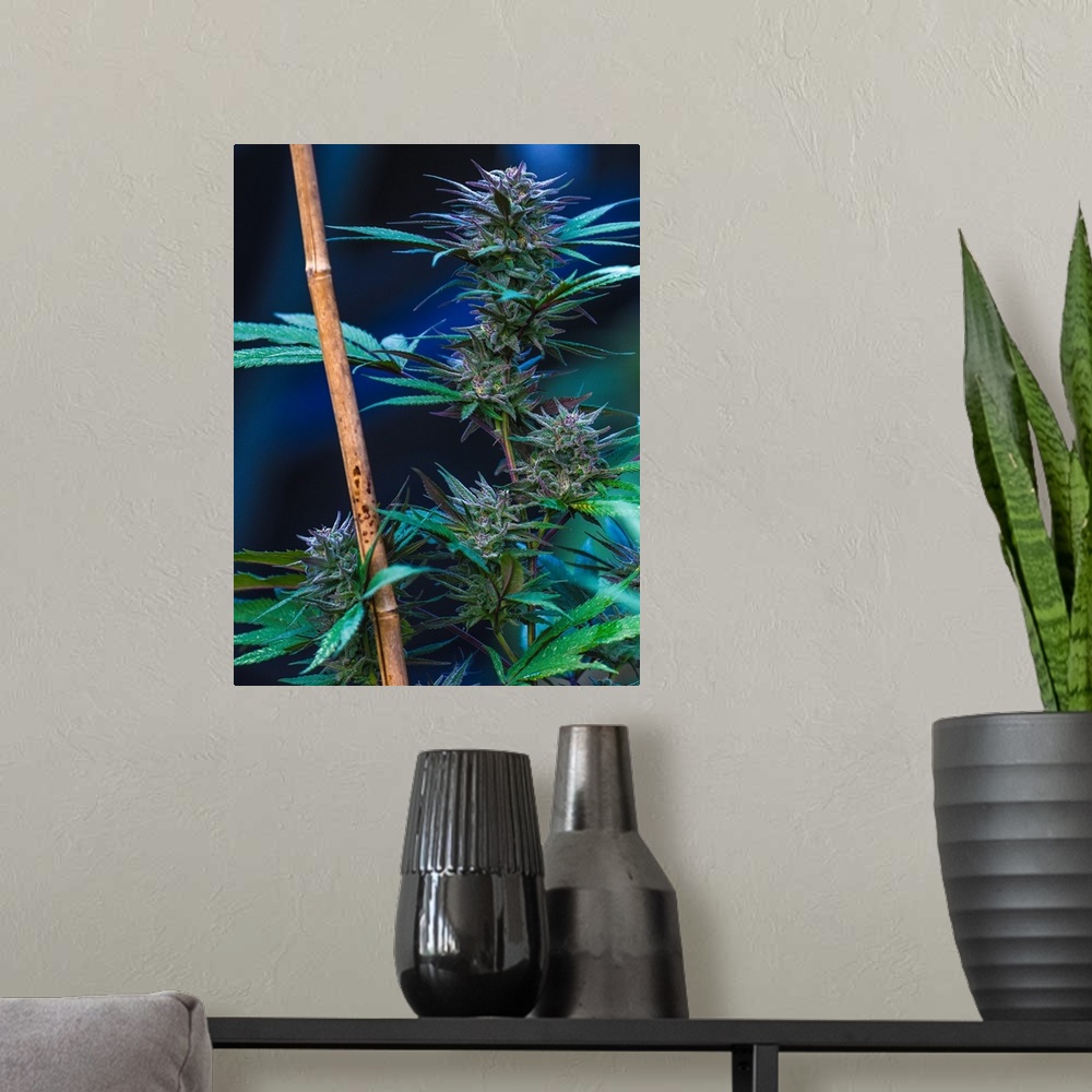 A modern room featuring Cannabis plant with long green leaves growing along a pole.