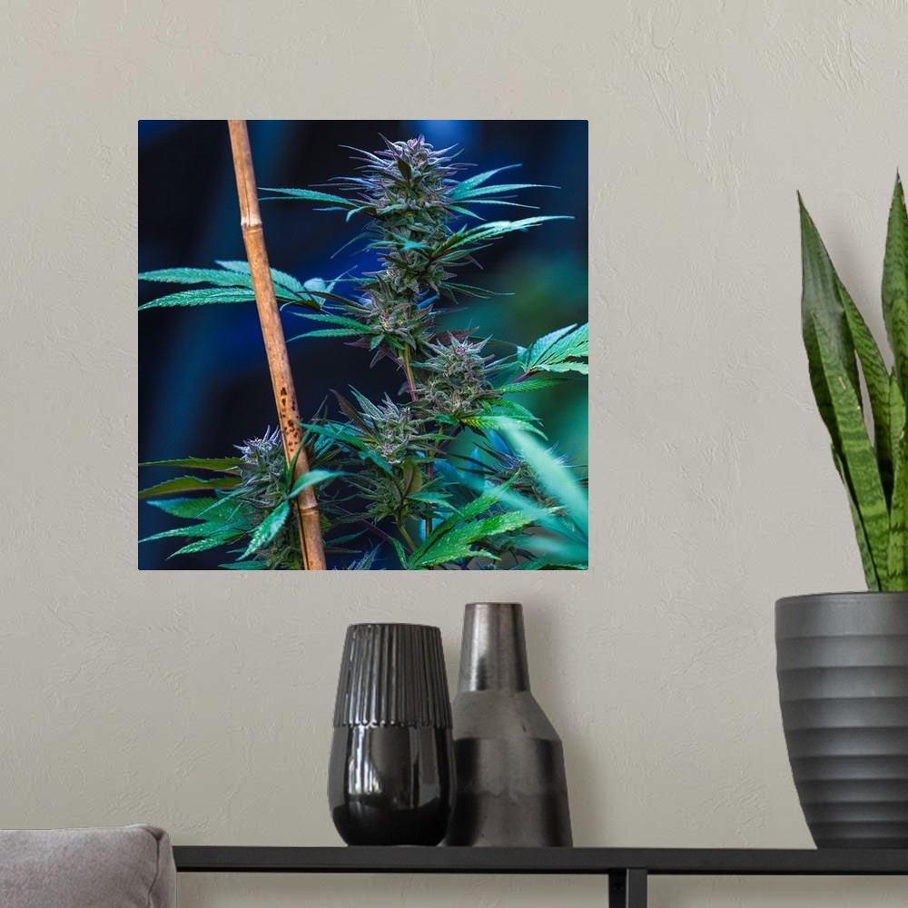 A modern room featuring Cannabis plant with long green leaves growing along a pole.