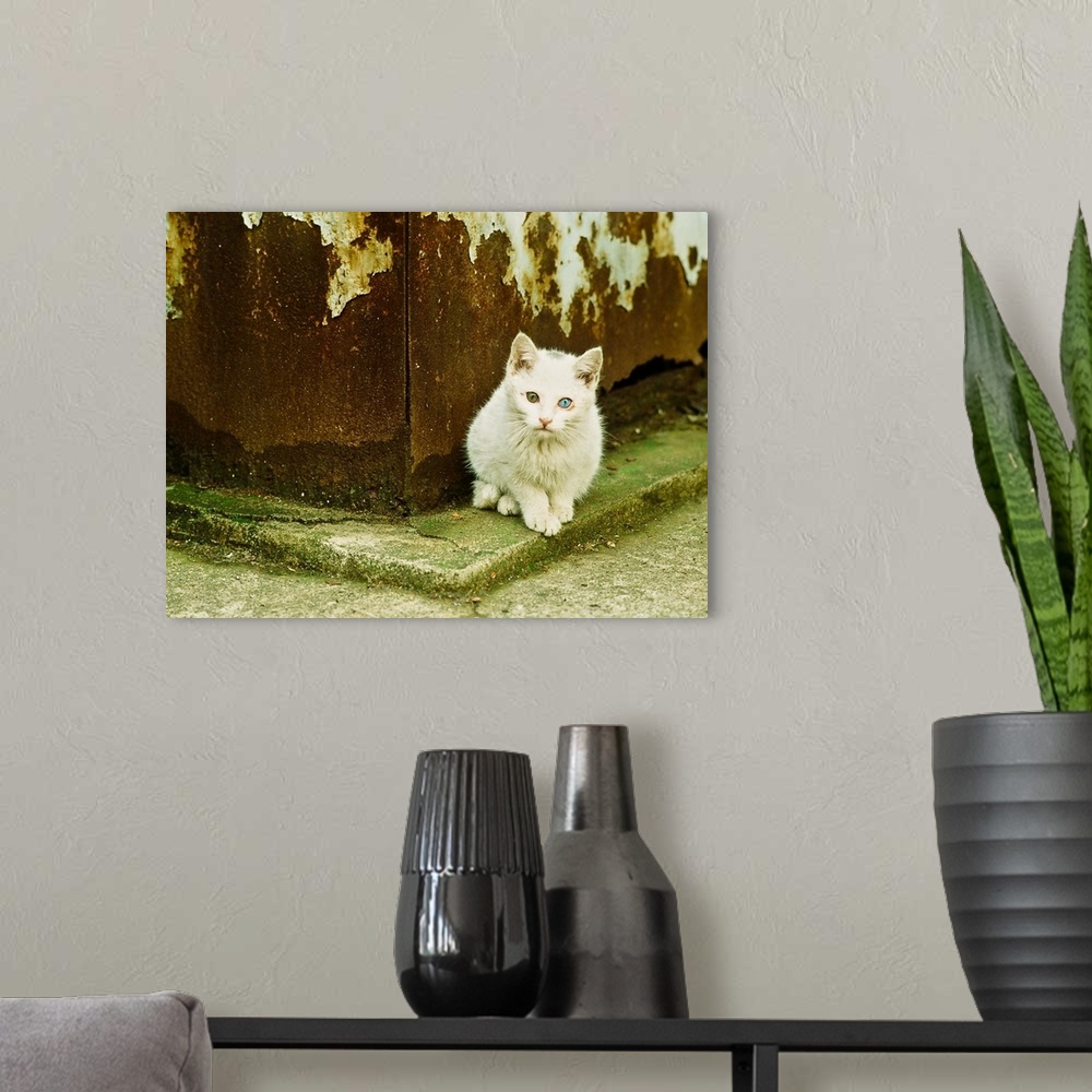 A modern room featuring A white cat sitting on a mossy curb in  Tokyo, Japan.