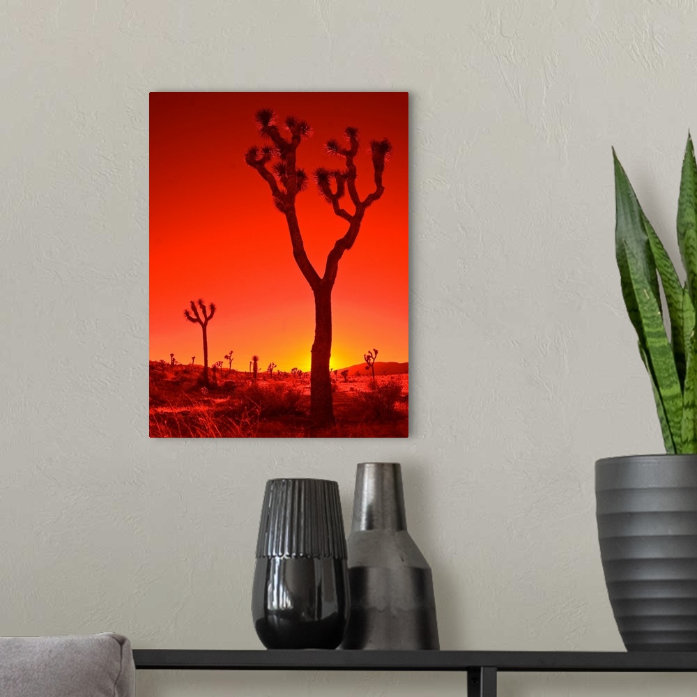 A modern room featuring Silhouetted Joshua Trees in Joshua Tree National Park at sunset, California.
