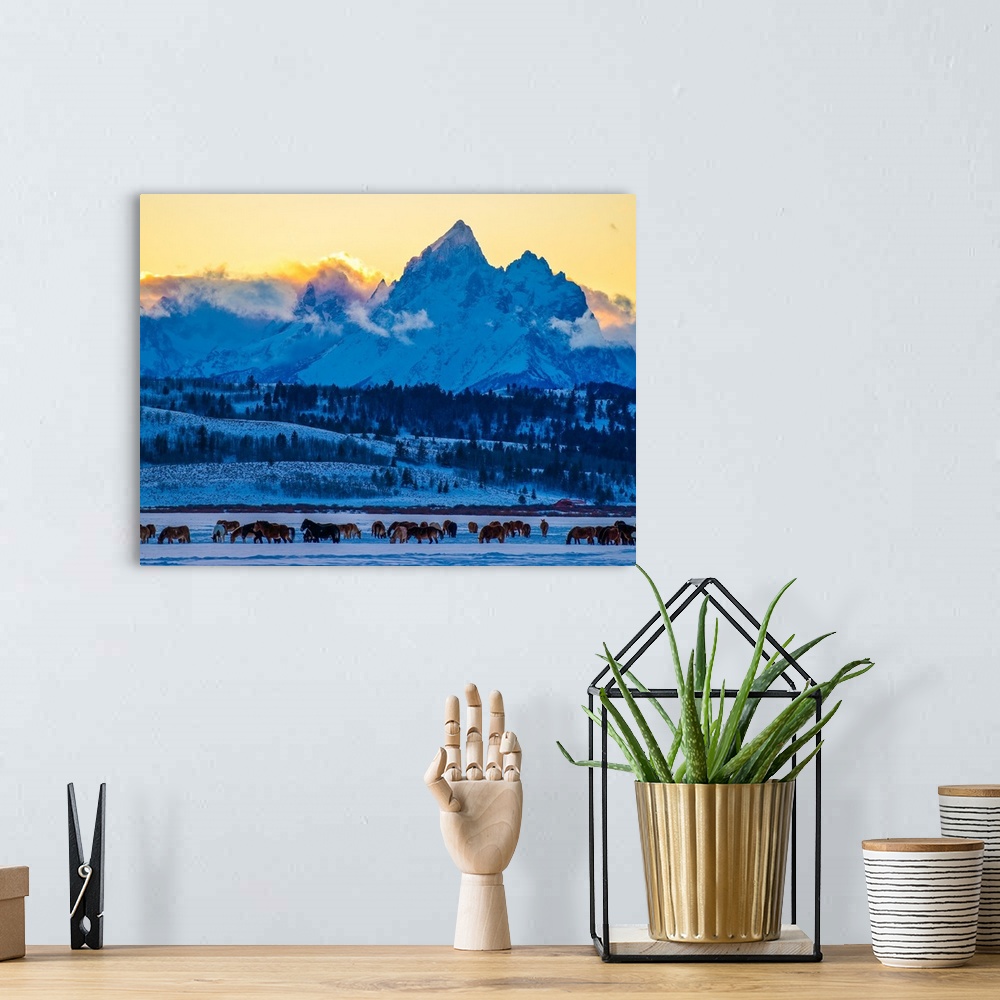 A bohemian room featuring Herd of horses in the winter near the Grand Teton Mountains in Wyoming in the morning.