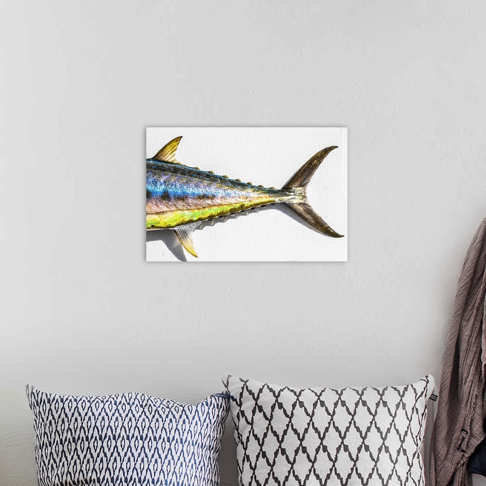 A bohemian room featuring The Backend Of A Colorful Mackerel, Mexico