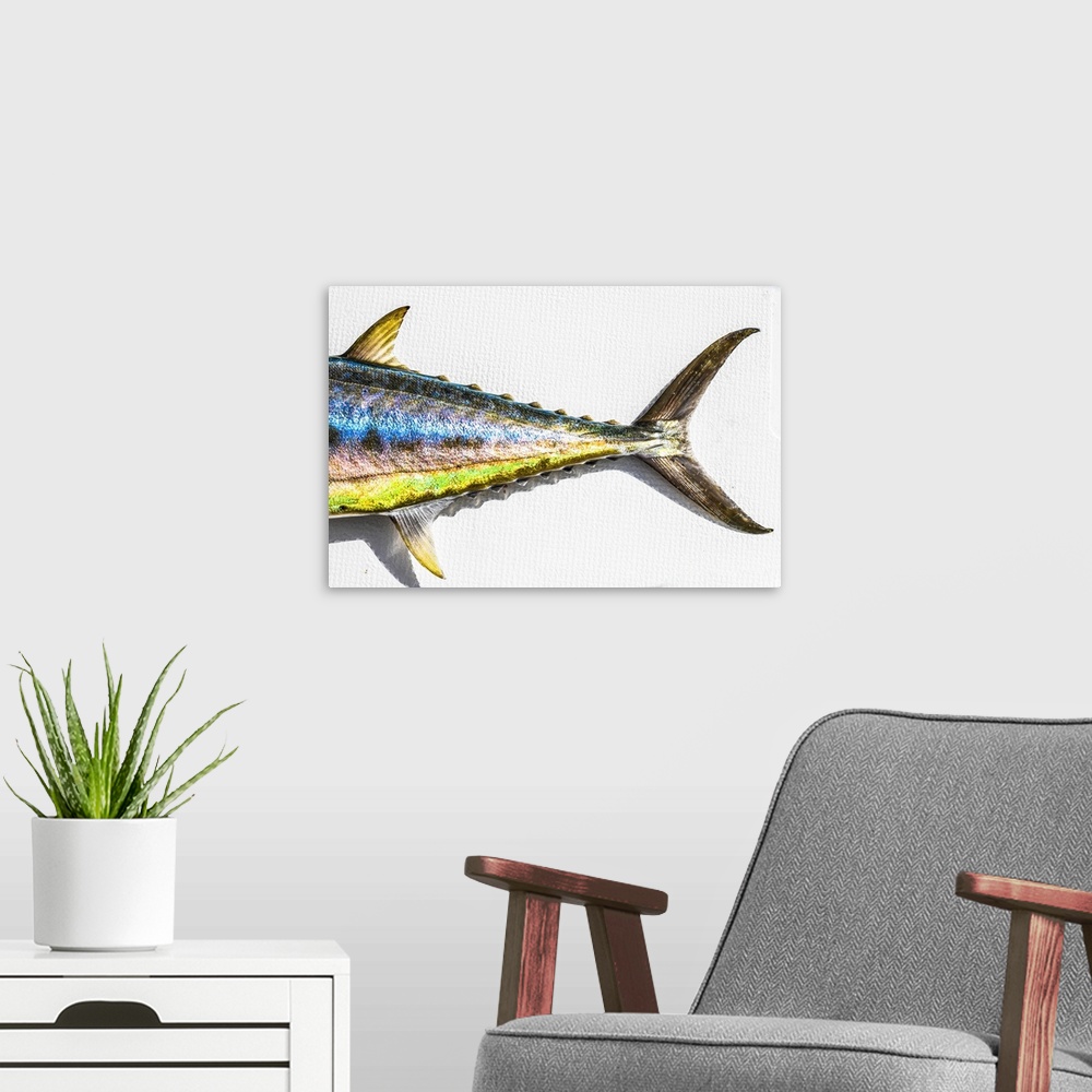 A modern room featuring The Backend Of A Colorful Mackerel, Mexico